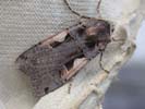 Setaceous Hebrew Character 