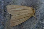 Smoky Wainscot