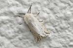 White Ermine 