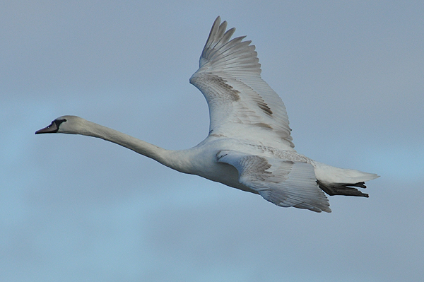 Mute Swan