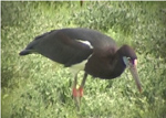 Abdims Stork