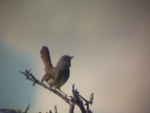 African Barred Warbler