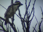 Acacia Pied Barbet