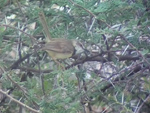 Black-chested Prinia