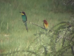 European Bee-eater