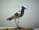 Blacksmith Plover