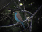 Blue Waxbill