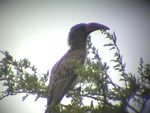 Bradfields Hornbill