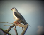 Black-shouldered Kite
