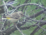 Black-throated Canary