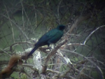 Burchell's Starling