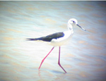 Black Winged Stilt