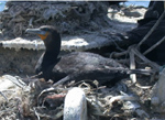 Cape Cormorant