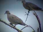 Cape Turtle Dove