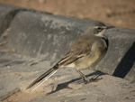 Cape Wagtail