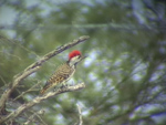 Cardinal Woodpecker