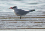 Caspian Tern