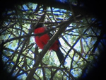 Crimson-breasted Shrike