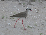 Crowned Plover
