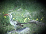 Damara Hornbill