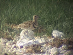Double-banded Courser