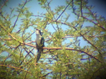 Diederick Cuckoo