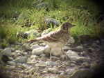 Dusky Lark