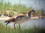 Egyption Goose