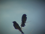 Fork-tailed Drongo