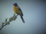 Golden-breasted Bunting