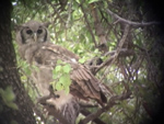 Giant Eagle Owl