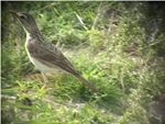 Grassveld Pipit