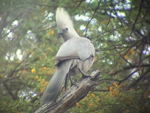 Grey Lourie