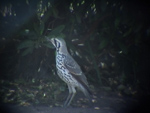 Groundscraper Thrush