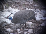 Helmeted Guineafowl