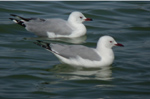 Hartlaub's Gull