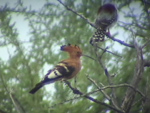 Hoopoe