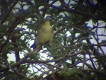 Icterine Warbler