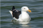 Kelp Gull