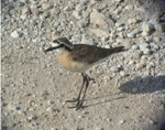 Kittlitz's Plover
