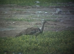 Kori Bustard