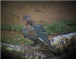 Laughing Dove
