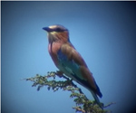 Lilac-breasted Roller