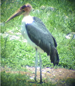 Marabou Stork