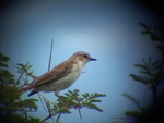Marico Flycatcher