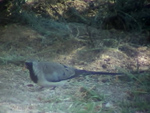 Namaqua Dove