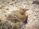 Namaqa Sandgrouse