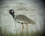 Northern Black Korhan