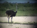 Ostrich