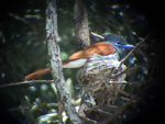 African Paradise Flycatcher